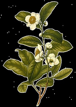 手繪綠葉白花花枝透明植物素材