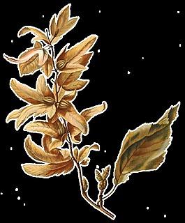 一枝枯萎的花枝透明植物素材