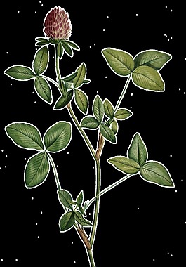 一枝手繪深山野花透明植物素材