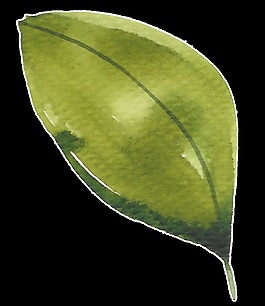 簡(jiǎn)單手繪一片樹(shù)葉水彩透明素材