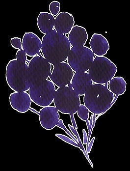 手繪簡(jiǎn)單深紫色野果水彩透明素材