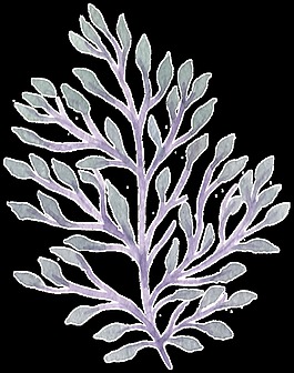 簡(jiǎn)單素色一枝花枝水彩透明素材