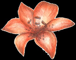 手繪一朵橙色百合花水彩透明素材