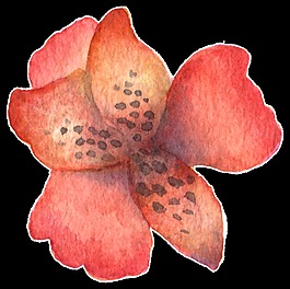 手绘简笔画一朵红花水彩透明素材
