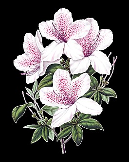 美麗盛放的百合花鮮花透明素材