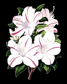 開放的百合花花束鮮花透明素材