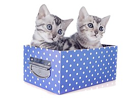 礼物箱子里的两只可爱猫咪素材