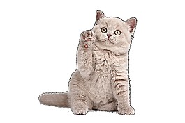 可愛貓咪素材