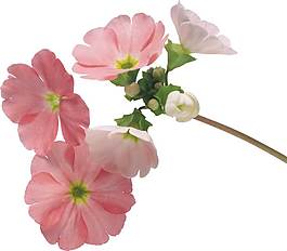 粉色盛開(kāi)花朵png元素