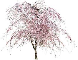 粉色燦爛花朵png元素