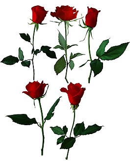 紅色玫瑰花png元素