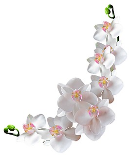 白色鮮花樹枝png元素
