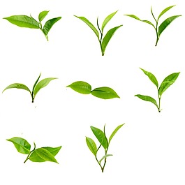 綠色植物葉子png元素