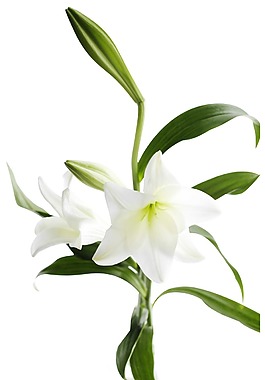 新鮮盛開百合花png元素