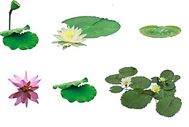 碧綠色荷葉荷花png元素