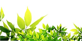 嫩綠色葉子png元素