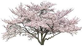 粉色花朵樹木png元素