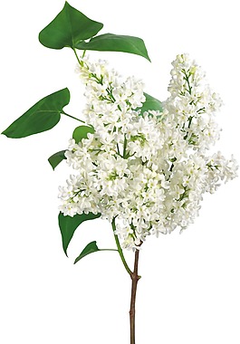 白色花朵樹枝png元素