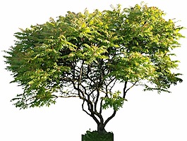 公園綠色樹木png元素