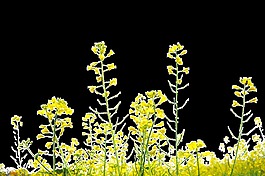 陽(yáng)光下的油菜花田透明素材裝飾