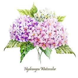唯美水彩繡球花朵插畫