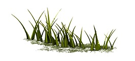 清新绿色茂盛草PNG元素