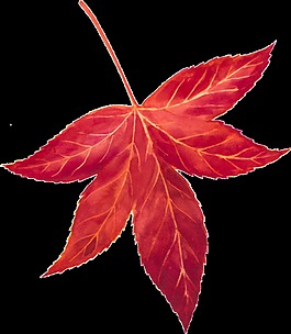 一片秋天的紅色樹(shù)葉矢量素材