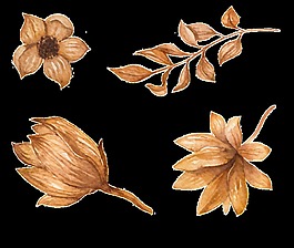 干花干樹(shù)枝樹(shù)葉矢量素材