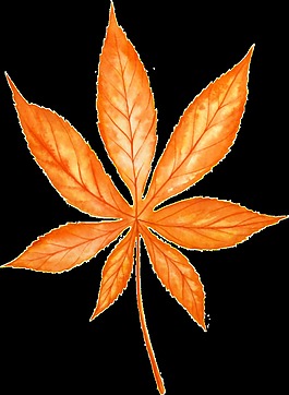 一片橙色的樹(shù)葉矢量素材