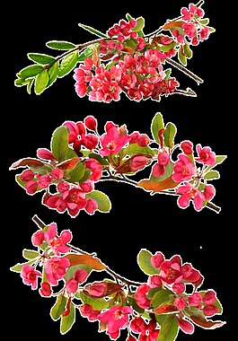 水彩鮮花圖透明裝飾素材