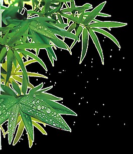 逼真竹叶设计图透明装饰素材