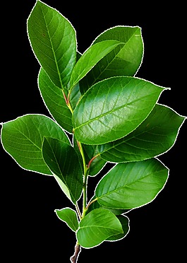 逼真綠色植物透明裝飾素材