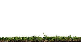 清新綠色草地PNG元素