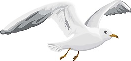 手繪白色鴿子插畫(huà)元素