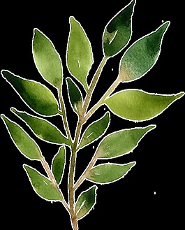 水彩手绘一枝树枝植物透明装饰素材