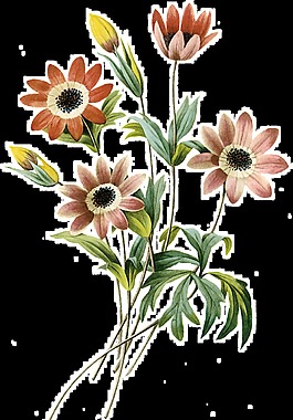 素雅清新鮮花花束透明裝飾素材