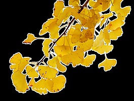 美麗的銀杏樹(shù)樹(shù)枝透明裝飾素材