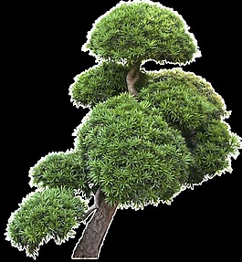 園林設計園景樹木透明裝飾素材