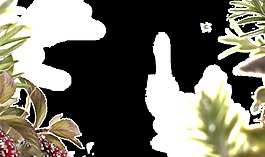 戶外花草攝影圖片透明裝飾素材
