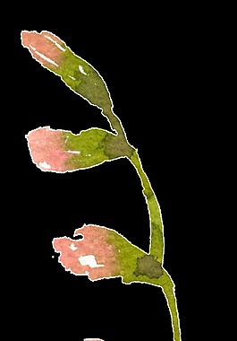 彩繪粉色花苞PNG透明素材
