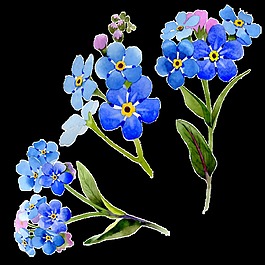 手繪藍(lán)色小花花卉PNG透明素材