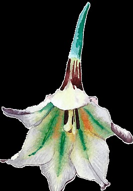 手繪倒立的百合花PNG透明素材