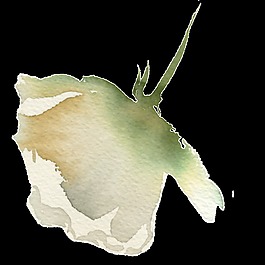 手繪渲染米白色花朵PNG透明素材