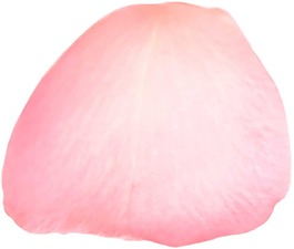 粉色唯美花瓣P(guān)NG元素