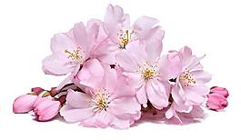 粉色桃花花團插畫PNG元素