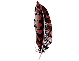 紅黑色羽毛png元素