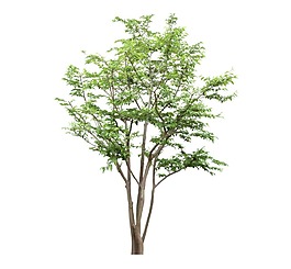 綠色植物樹木免扣素材