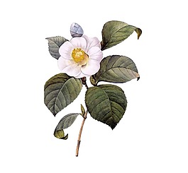 卡通花朵植物png元素