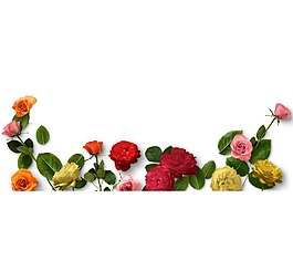 玫瑰花卉植物边框png