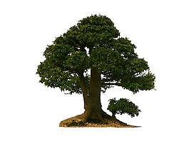 園林景觀植物樹(shù)木免扣素材png